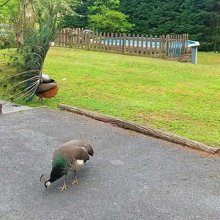 Tirolesa A 10 Km De Bakio En Parcela Privada